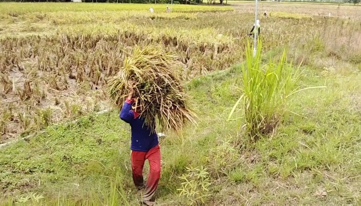Musim Panen Raya, Petani Bojonegoro Keluhkan Harga Gabah Anjlok Drastis
