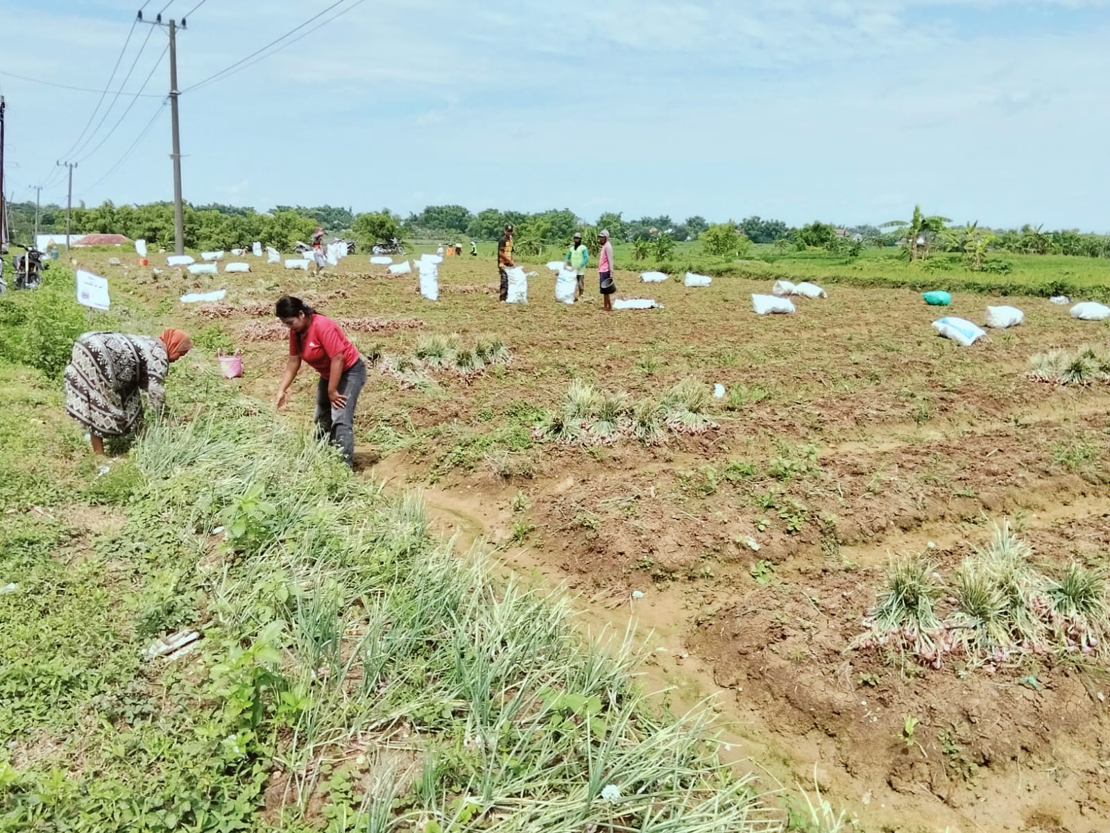 Harga Tembus Rp30 Ribu, Petani Bawang Merah di Bojonegoro Sumringah