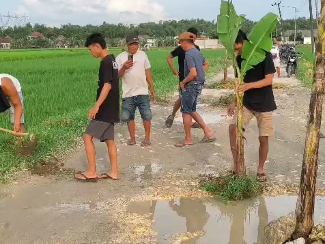 Jalan Desa Genjor Rusak, Warga Protes Tanami Pohon Pisang