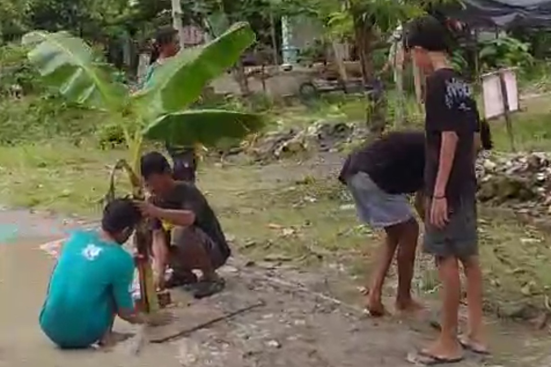 Protes Jalan Rusak, Warga Ngumpakdalem Tanam Pohon Pisang
