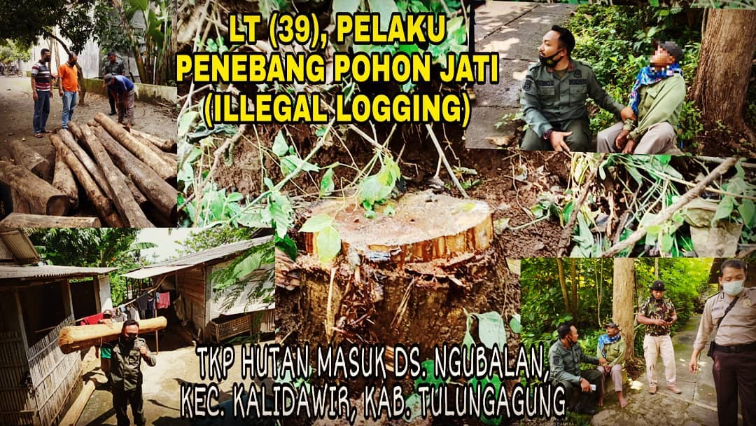 Pelaku Pencurian Kayu Jati Ini Untuk Renovasi Rumahnya