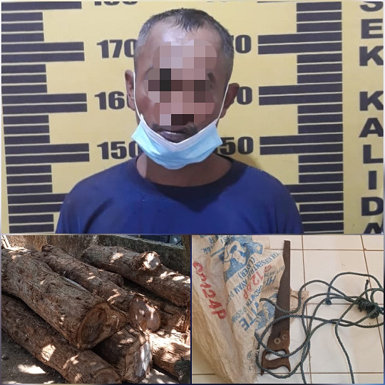 Polsek Kalidawir Polres Tulungagung Berhasil Menangkap Pelaku Pembalakan Liar