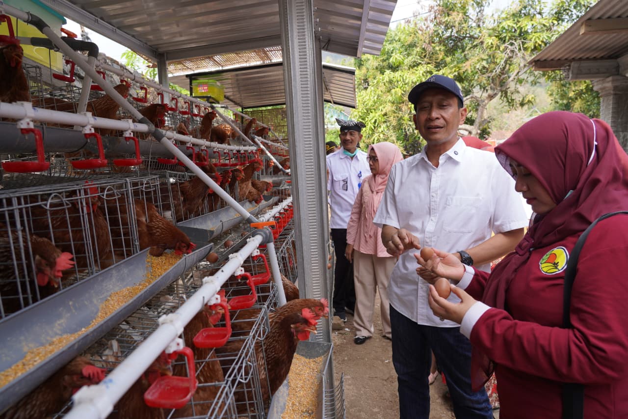Panen Telur Setiap Pagi, Harapan Baru Tumbuh di Kandang Ayam Warga Bojonegoro