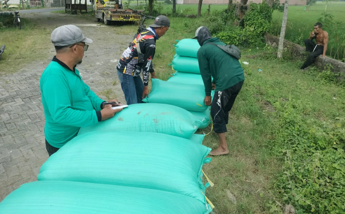 Dinamika Harga Gabah Panen Raya di Bojonegoro: Petani vs Pengepul